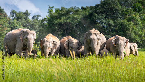 Photography Wild elephant family in green grass field of tropical rainforest.