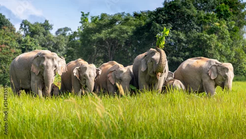 Fototapeta na wymiar Wild elephant family in green grass field of tropical rainforest.
