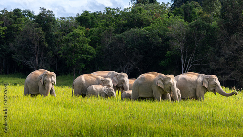 Wild elephant family in green grass field of tropical rainforest.