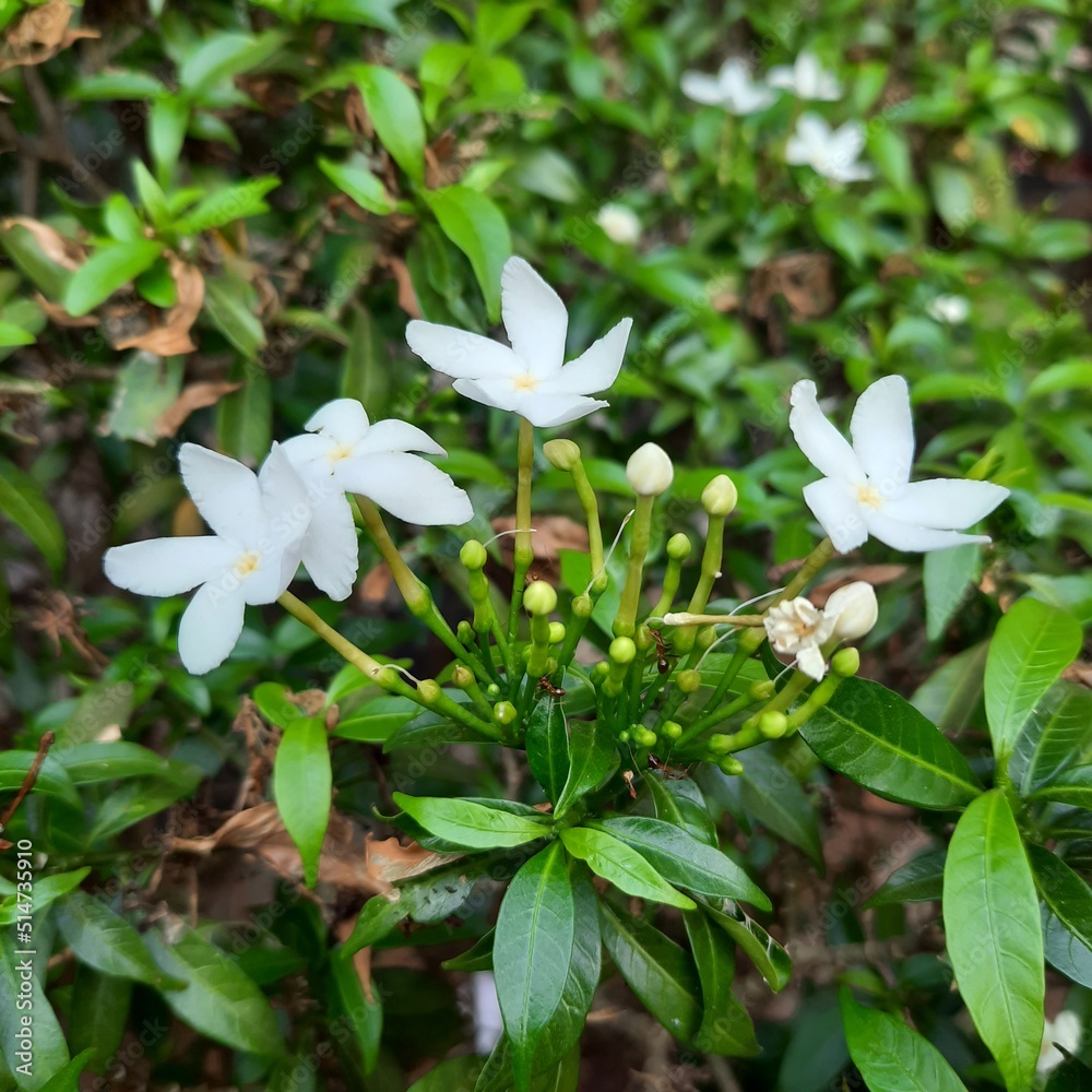 Beautiful White Jasmine Flowers | Arabian Jasmine Beautiful White Jasmine Flowers | Arabian Jasmine
