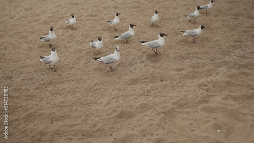 seagulls feeding on a beach on a sunny day