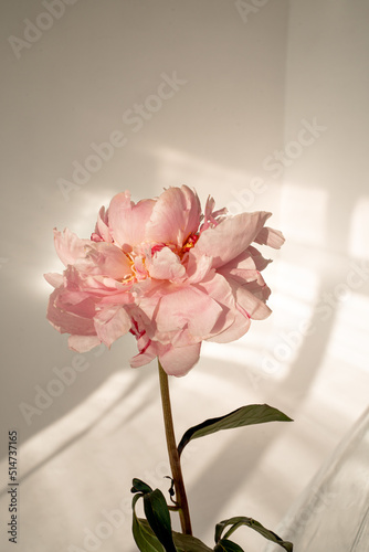 peony on the background of reflection of solar glare, peony on a white background with sunlight