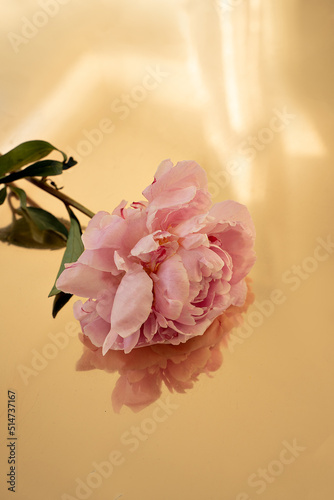 pink peony on a gold background, flower on a yellow background, background for text, inscriptions