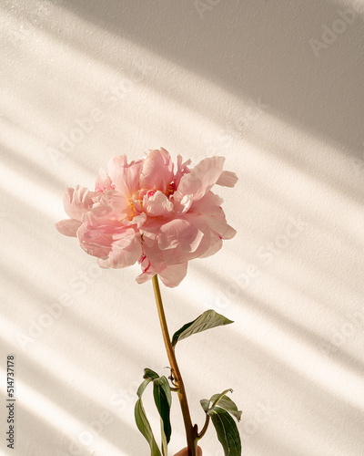 peony on a white background with sunlight