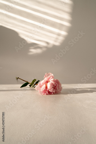 an empty background with a rose, a background for inscriptions with a flower, a flower lies on a white background with sunlight