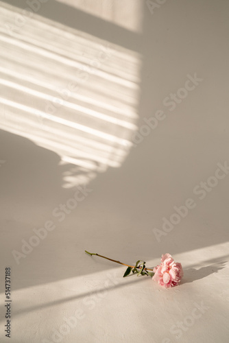 pink peony on a white background, flower on a white background, background for text, inscriptions