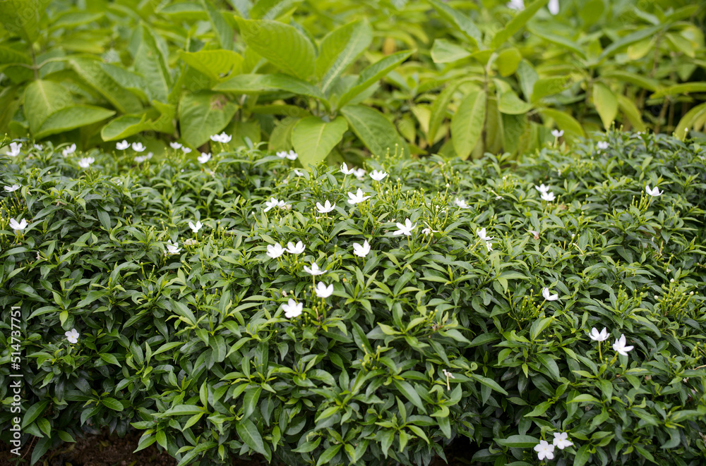 close up of green leaves