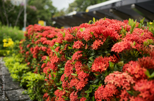 Wallpaper Mural flowers in the garden Torontodigital.ca