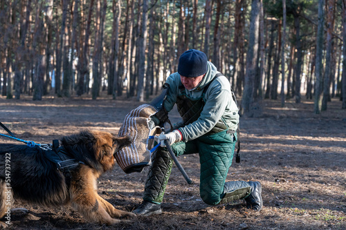 The instructor trains the dog for patrol and guard duty. A man standing on one knee pulls a bite sleeve from the animal's mouth. Working dogs. Series part