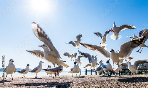 Fotografie, Obraz seagulls at a lake