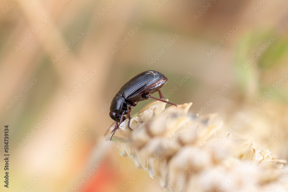 Corn ground beetle Zabrus tenebrionides feeding in a corn-field in Alsace