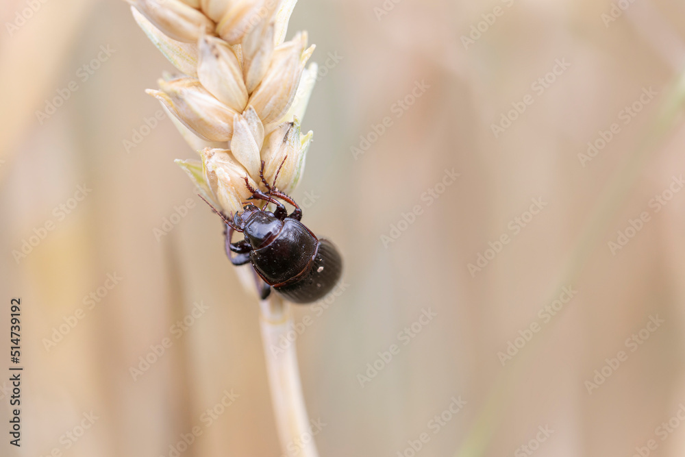Corn ground beetle Zabrus tenebrionides feeding in a corn-field in Alsace