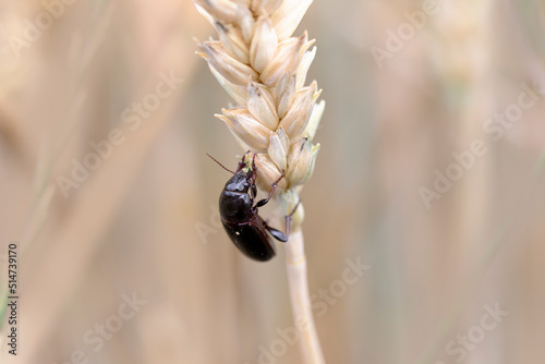 Corn ground beetle Zabrus tenebrionides feeding in a corn-field in Alsace photo