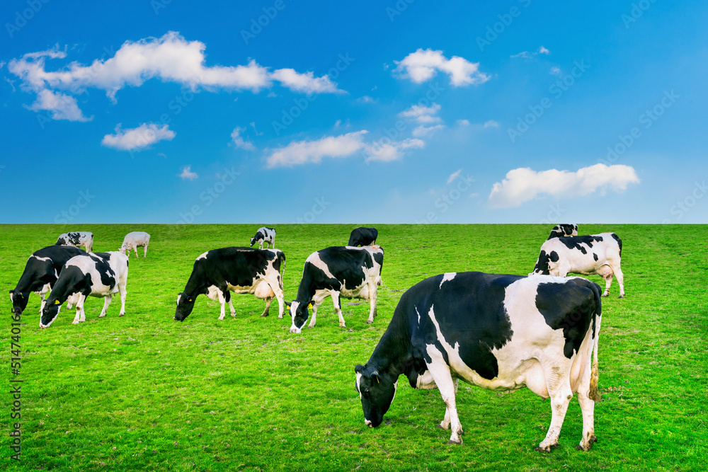 Cows eating lush grass on the green field.