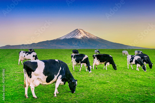 Cows eating lush grass on the green field in front of Fuji mountain, Japan.