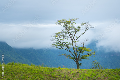A one tree on the greenery meadow slope mountain with cloudy sky as background. Nature outdoor view, relaxation environmental.