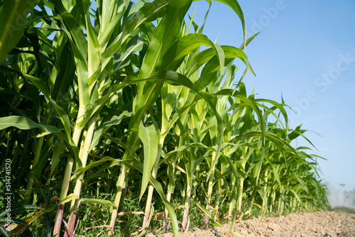 corn plantation under clear blue sky