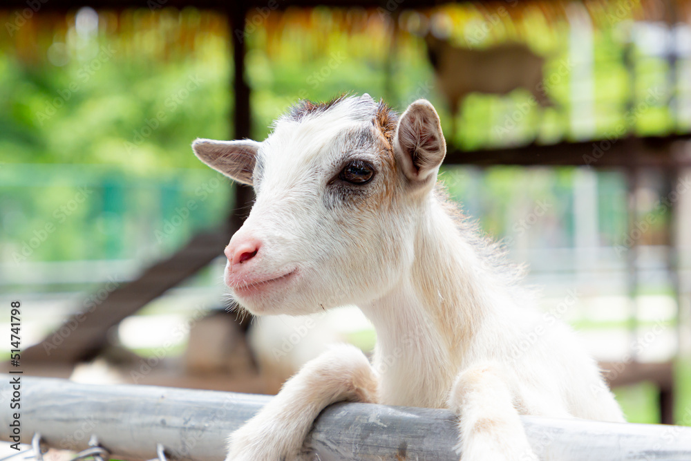 A baby goat is waiting for food in a Thailand zoo. A baby goat is waiting for food in a Thailand zoo.