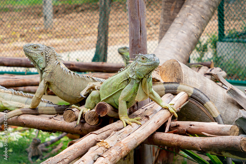 
The green iguana, also known as the American iguana, is a lizard reptile of the genus iguana in the iguana family. in the zoo in Thailand photo