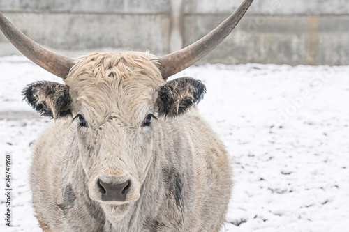 cow white .grey portrait of domestic animal on winter pasture background