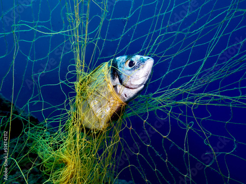 Quadro su tela Trapped in ghost nets - Two banded sea bream dies in ghost nets