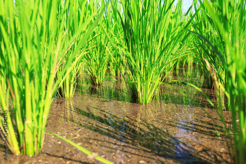 7月の水田の稲