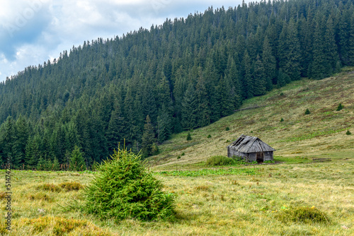 The ruins of a wooden house on a grassy mountain glade against the background of a dense high spruce forest photo