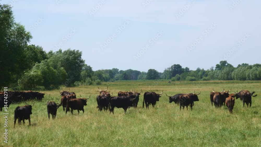 Aurochs herd in Brandenburg Aurochs herd in Brandenburg