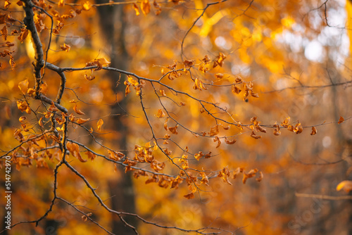 Deciduous trees with colorful orange, gold leaves. Autumn, seasons, environment