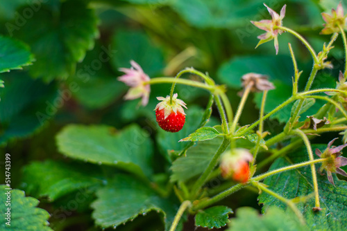 strawberries on a bush among the foliage, berry growth on a bush