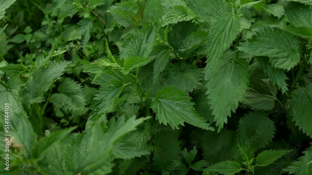 Thick thickets of green wild nettle moving in the wind. Stinging nettle Urtica dioica thickets in the middle of summer. Wild nettle in the park in spring. Thick thickets of green wild nettle moving in the wind. Stinging nettle Urtica dioica thickets in the middle of summer. Wild nettle in the park in spring.
