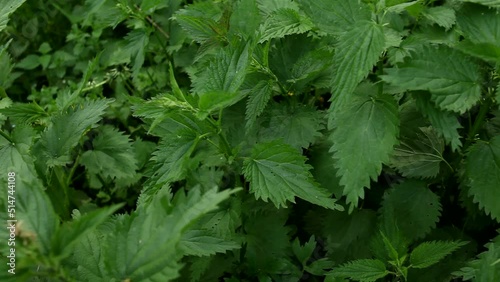 Thick thickets of green wild nettle moving in the wind. Stinging nettle Urtica dioica thickets in the middle of summer. Wild nettle in the park in spring. photo