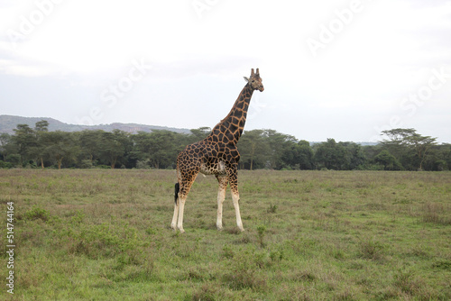 Giraffe in the wild. africa, national park of kenya photo