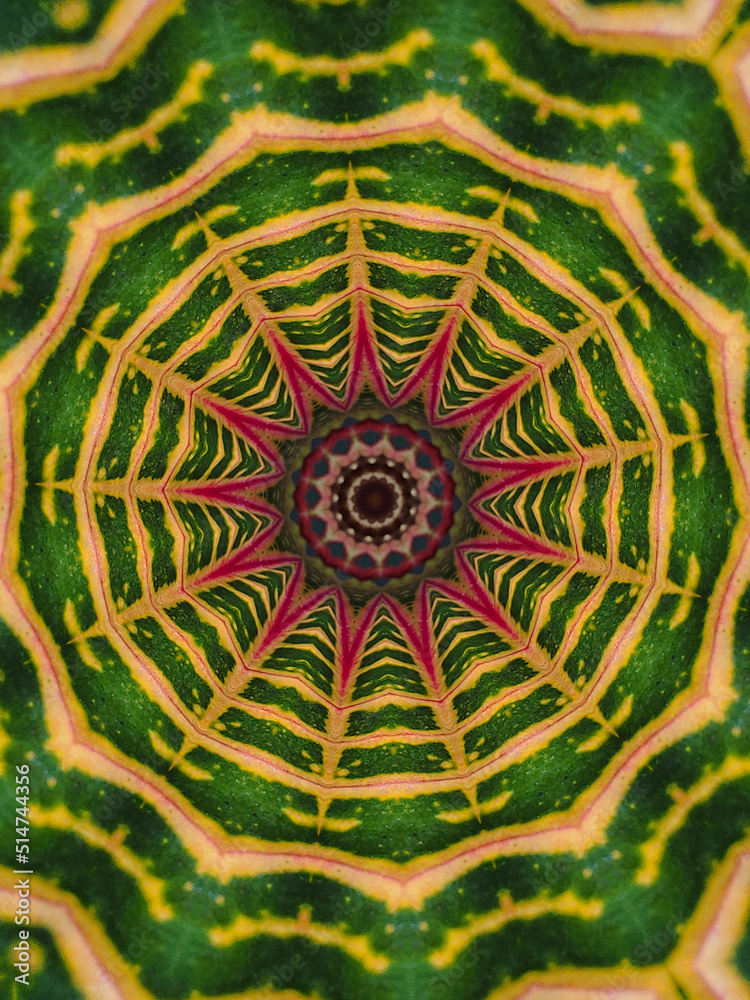 Garden croton mandala background, Abtract Pattern