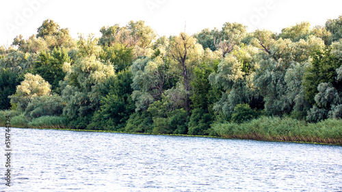 the bank of the big river overgrown with reeds and trees