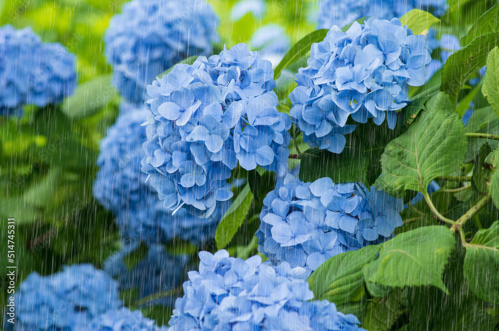 雨とあじさい 雨を強調 雨とあじさい 雨を強調