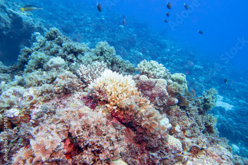 Colorful, picturesque coral reef at the sandy bottom of tropical sea, hard corals, underwater landscape