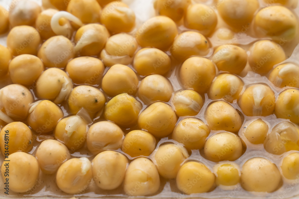 yellow chickpeas soaked in water for making hummus, vegetable background closeup yellow chickpeas soaked in water for making hummus, vegetable background closeup