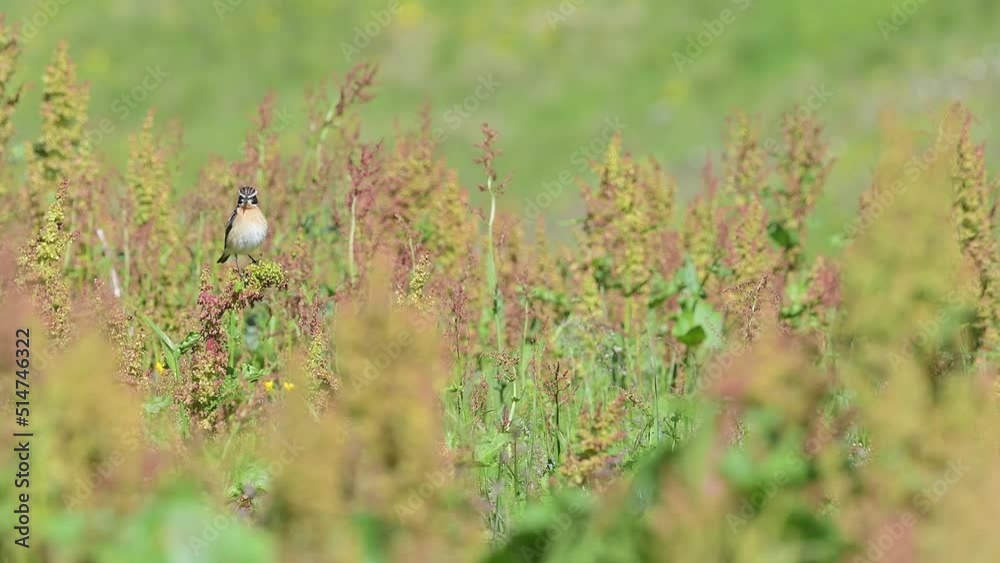 In the flowering meadow, the Whinchat male at hunt (Saxicola rubetra) In the flowering meadow, the Whinchat male at hunt (Saxicola rubetra)