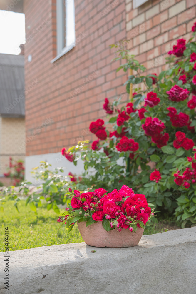 Naklejka premium Rose bush in the country in midsummer near house from red brick. Flower pot in front