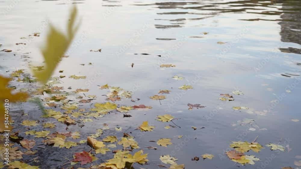Calm freshwater river with falling autumn leaves. Surface of windy water in river at evening in the fall. Calm freshwater river with falling autumn leaves. Surface of windy water in river at evening in the fall.