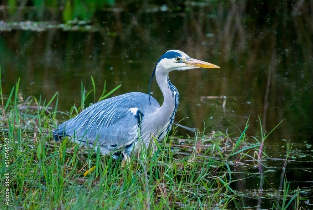 Fototapeta premium great blue heron
