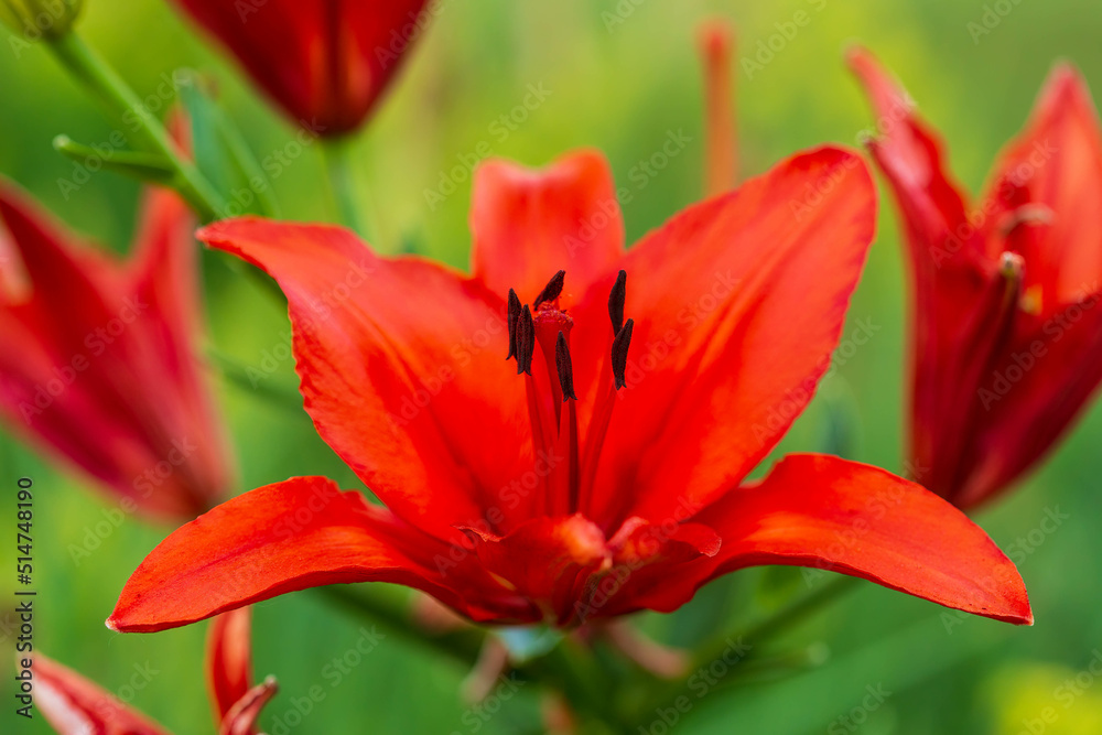 a close up of a red lily in the front garden