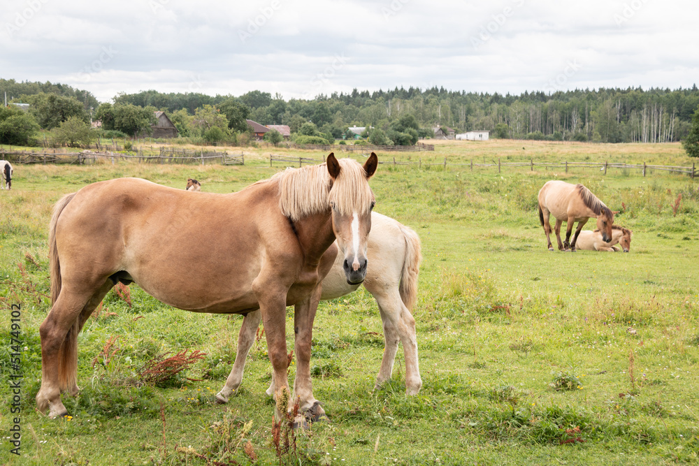 Beautiful horses graze in the meadow. Horses in the pasture. Walking horses.