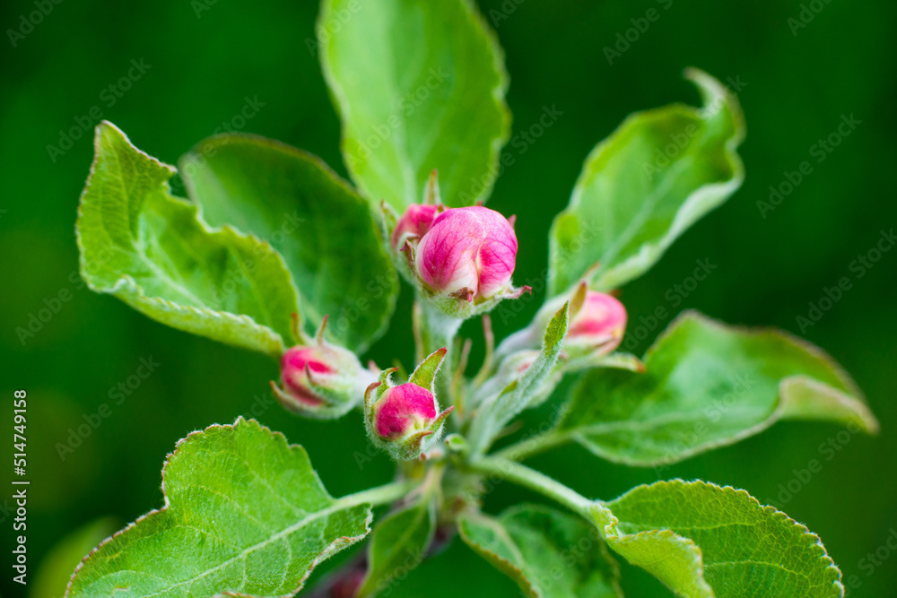 Pink buds of unopened apple tree flowers on a branch on a sunny day against a green foliage background. Spring bloom in a garden or park Pink buds of unopened apple tree flowers on a branch on a sunny day against a green foliage background. Spring bloom in a garden or park
