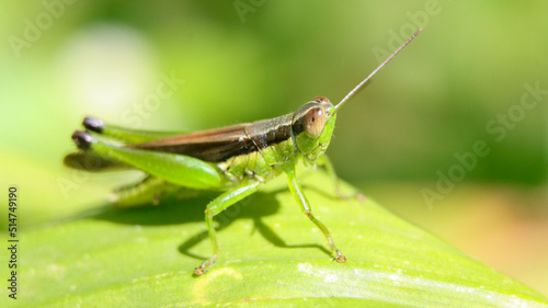 a green grasshopper with a dark brown line on its back sitting on a leaf in the garden on a sunny day