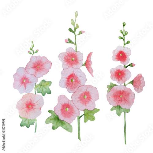 watercolor hollyhock flowers. Mallow flowers in style summer meadow  for floral designs photo