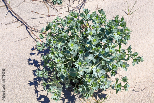 Eryngium campestre plant growing on the sand in the dunes. View from above