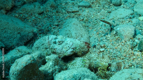 Close-up, Scorpionfish hiding among the reef. Tasseled Scorpionfish, Small-scaled Scorpionfish (Scorpaenopsis oxycephala).