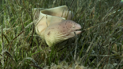 Close-up of Moray lie in green seagrass. Geometric moray or Grey Moray (Gymnothorax griseus) on Seagrass Zostera. Red sea, Egypt